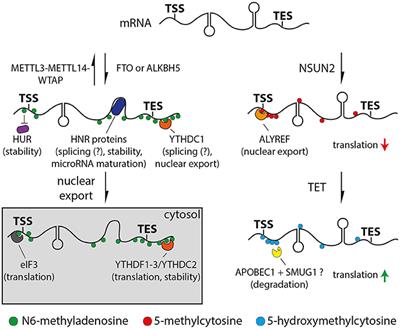 Epitranscriptomics: A New Regulatory Mechanism of Brain Development and Function